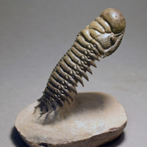 - Fossils gallery (trilobites) -