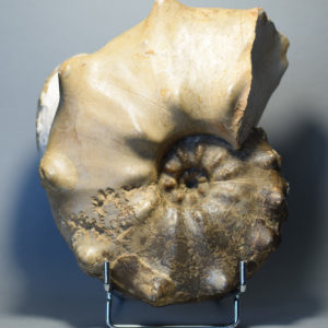 Cretaceous ammonites