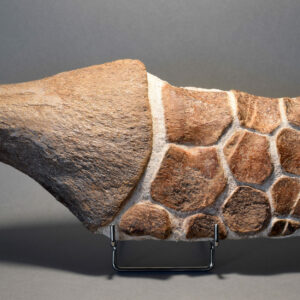 - Fossils gallery (other) -