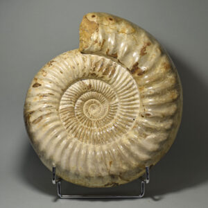 Jurassic ammonites