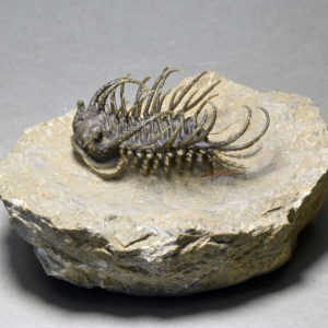 - Fossils gallery (outstanding trilobites) -
